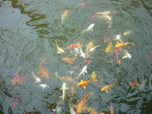 Eigen kweek met eenkleurige koi van ongeveer 1 jaar oud. Op de foto ziet u een school van deze vissen zwemmen.